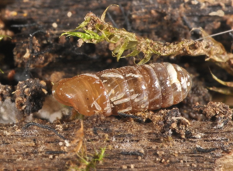 Mini, mini gasteropodi